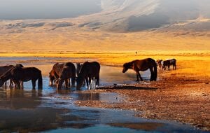 Comment obtenir un visa pour la Mongolie ?