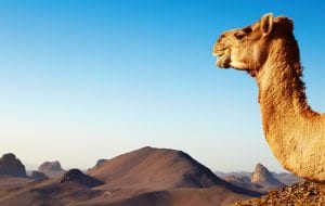 Comment obtenir un visa pour l&rsquo;Algérie ?